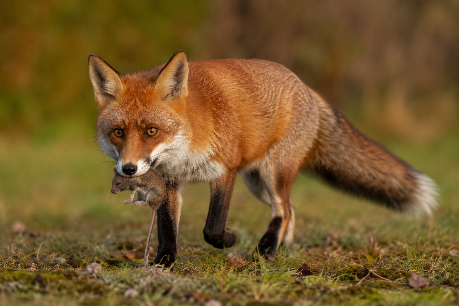 Predation